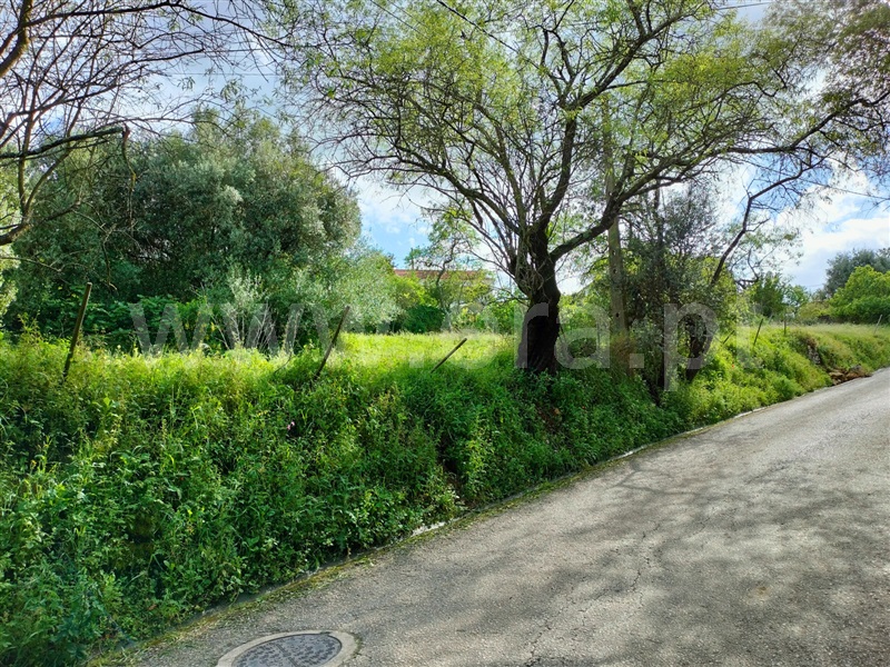 Terreno / Torres Novas, Pedrogão