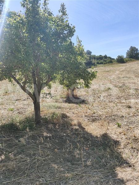 Terreno  com Agrícola Torres Vedras, Dois Portos e Runa - 1412593 - 4