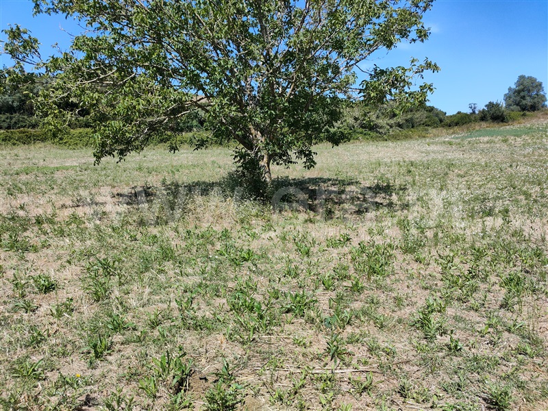 Terreno  com Agrícola Torres Vedras, Dois Portos e Runa - 1412593 - 11