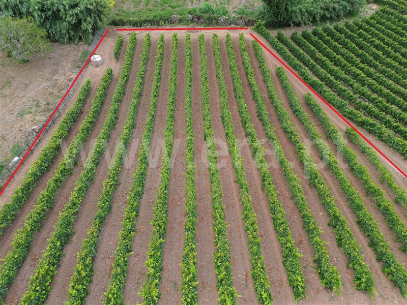 Terreno  com Urbano Torres Vedras, Ventosa - 1434423 - 16