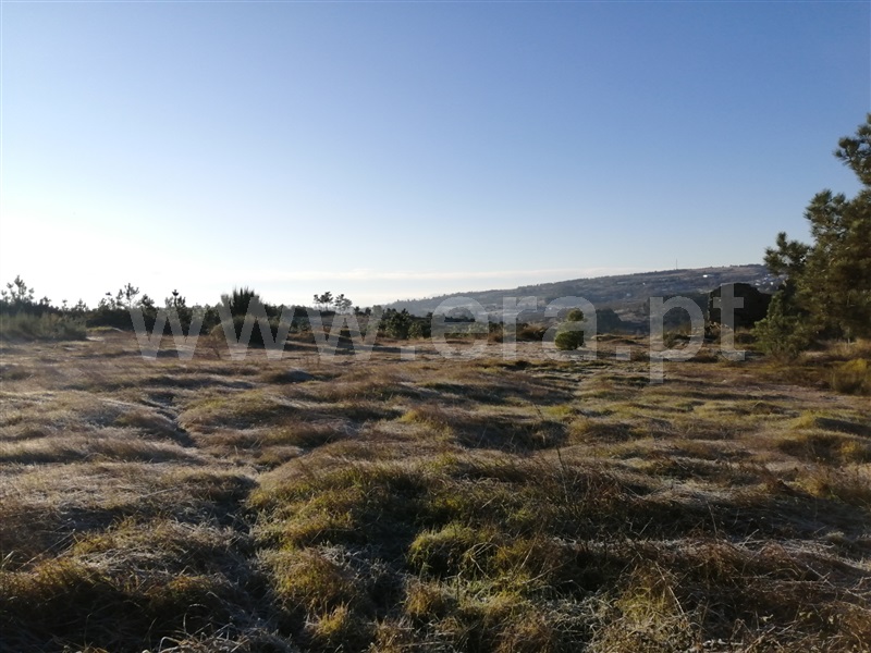 Terreno / Trancoso, Trancoso (São Pedro e Santa Maria) e Souto Maior