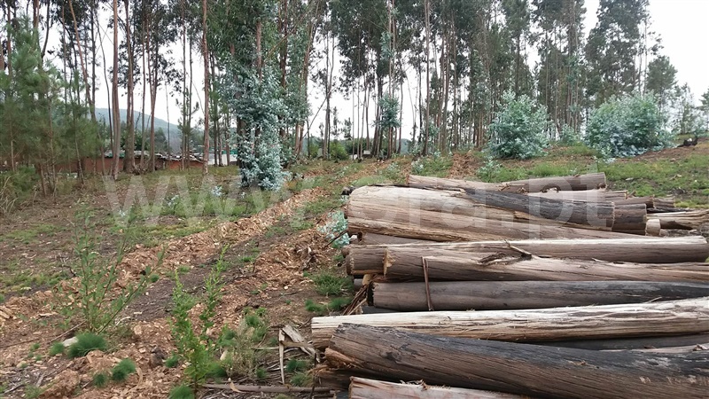 Terreno / Trofa, Covelas