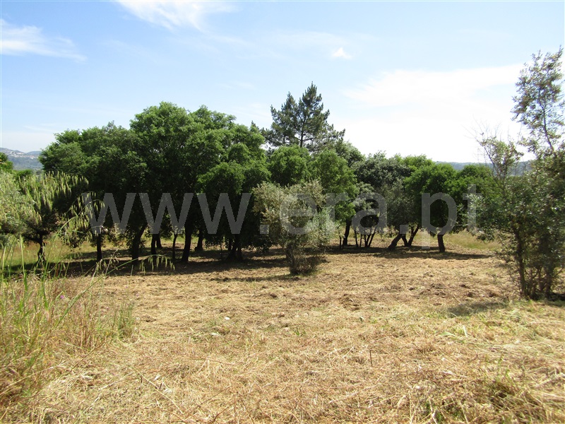 Terreno Urbano  Abrantes, Alvega - 1168765 - 4