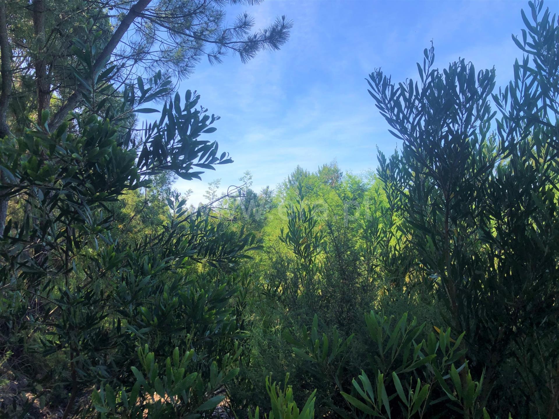 Land for sale in Águeda, Portugal — €67,000