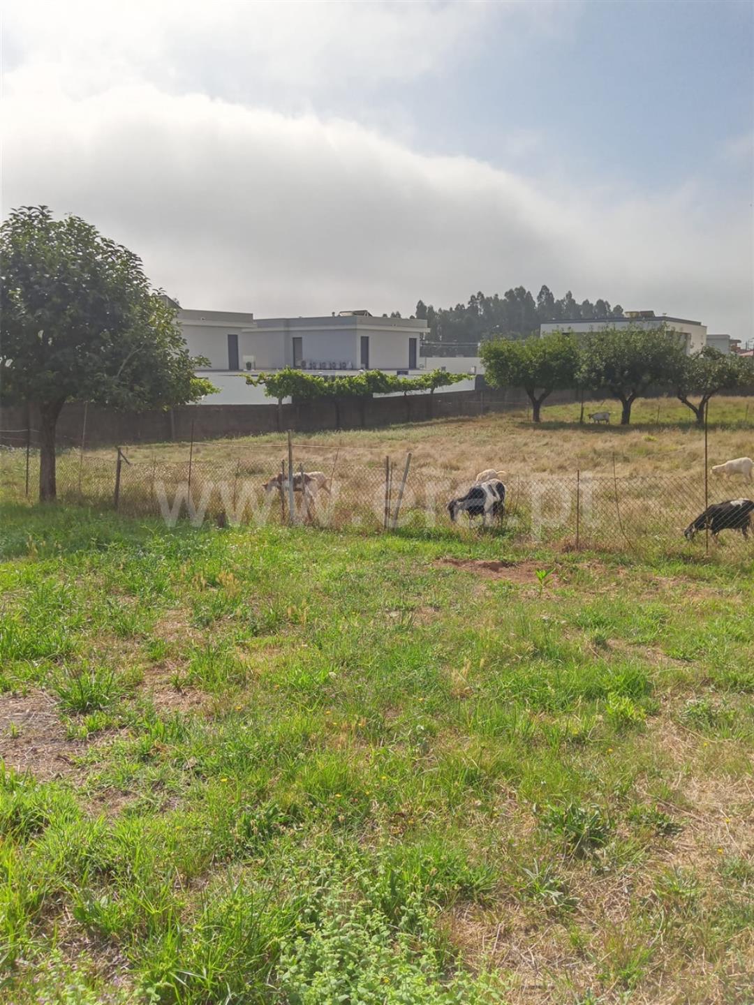 Land for sale in Albergaria-a-Velha, Portugal — €68,000