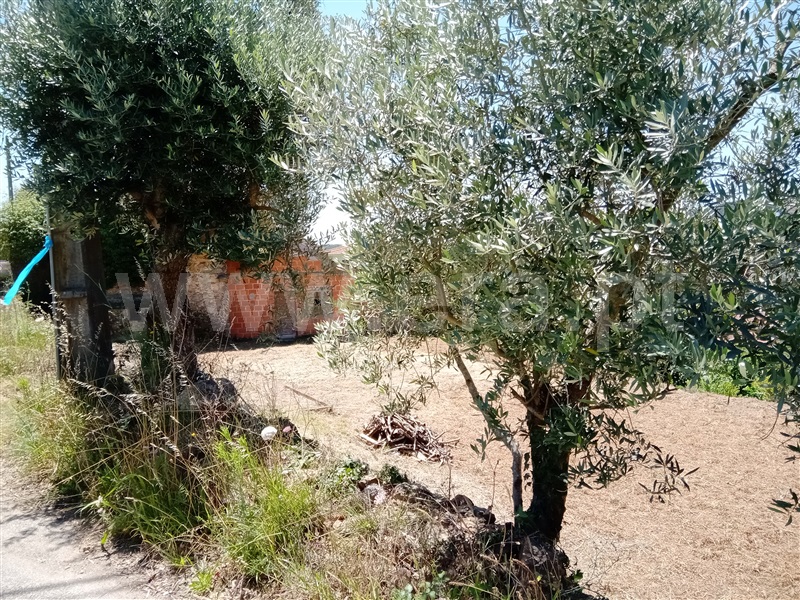Terreno Urbano  Albergaria-a-Velha, Telhadela - 1257832 - 3