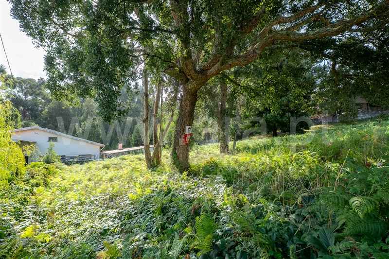 Terreno Urbano  Caminha, Moledo e Cristelo - 1506607 - 16