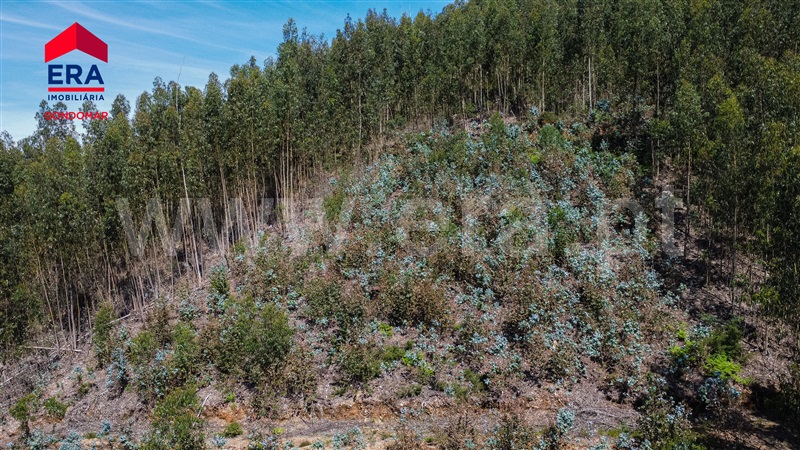 Terreno Urbano / Castelo de Paiva, Raiva, Pedorido e Paraíso