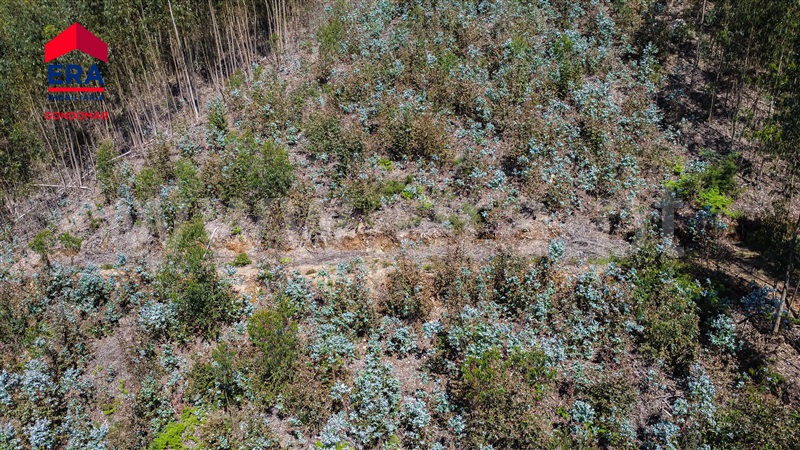 Terreno Urbano  Castelo de Paiva, Castelo de Paiva - 1404473 - 7