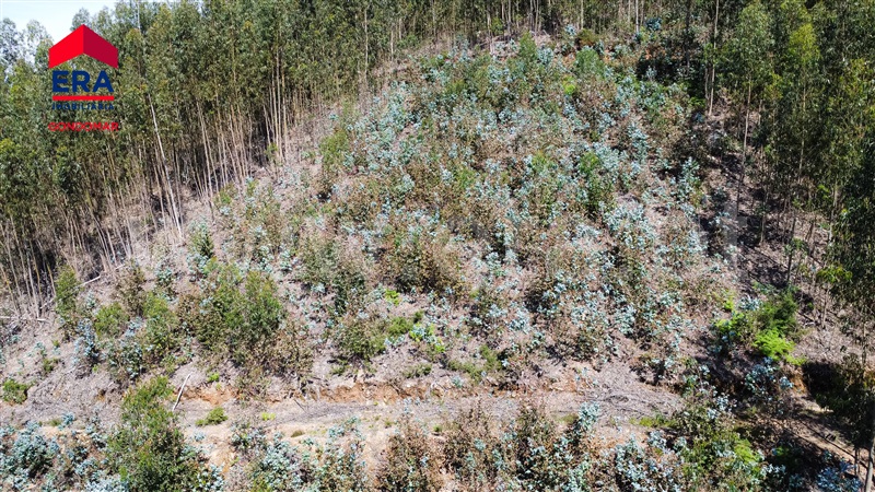 Terreno Urbano  Castelo de Paiva, Castelo de Paiva - 1404473 - 15