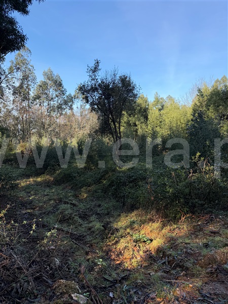 Terreno Urbano / Paredes, Aguiar de Sousa