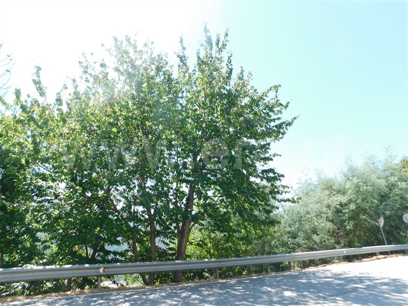 Terreno Urbano  Seia, Loriga - 1349919 - 8