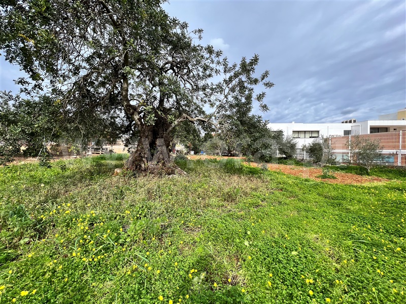 Terreno Urbano  Tavira, Mato Santo Espírito/ Vale Carangueijo - 1295490 - 3