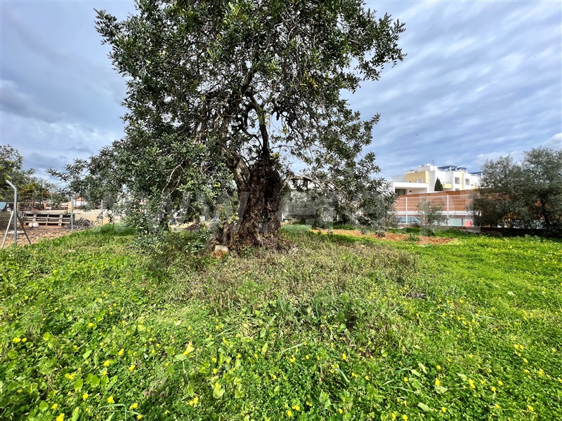 Terreno Urbano  Tavira, Mato Santo Espírito/ Vale Carangueijo - 1295490 - 11