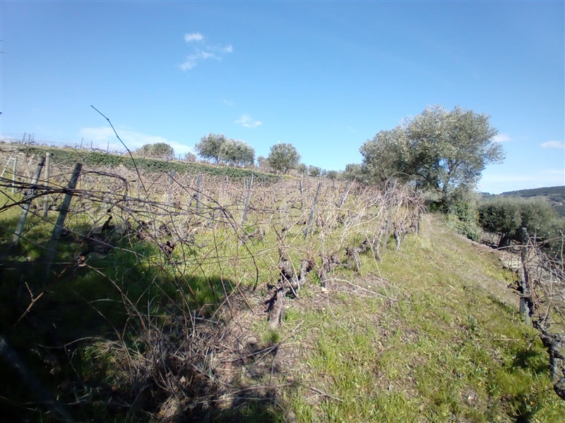Terreno Urbano  Vila Real, Nogueira e Ermida - 1466374 - 19
