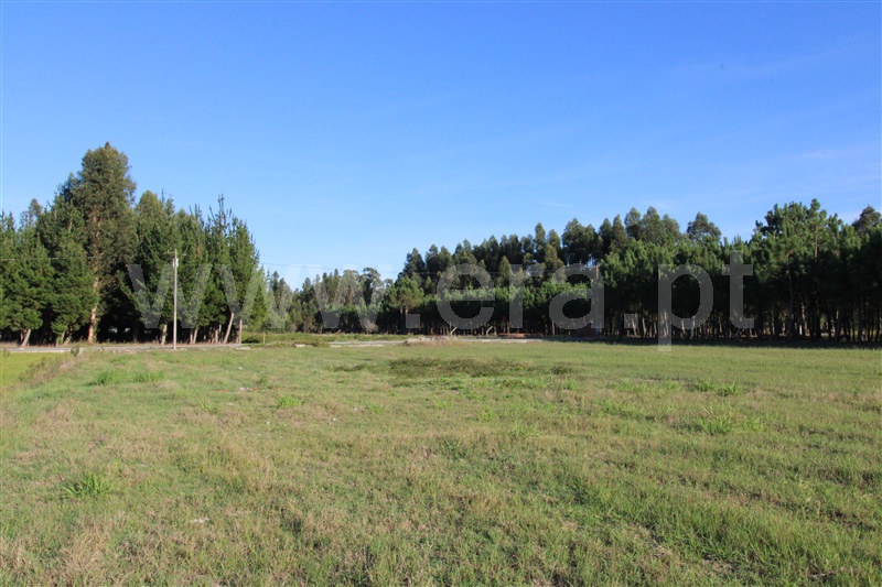 Terreno  Vagos, Fonte de Angeão e Covão do Lobo - 1285808 - 6