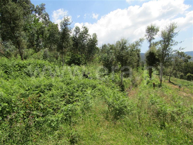 Terreno  Vale de Cambra, Macieira de Cambra - 1015057 - 2