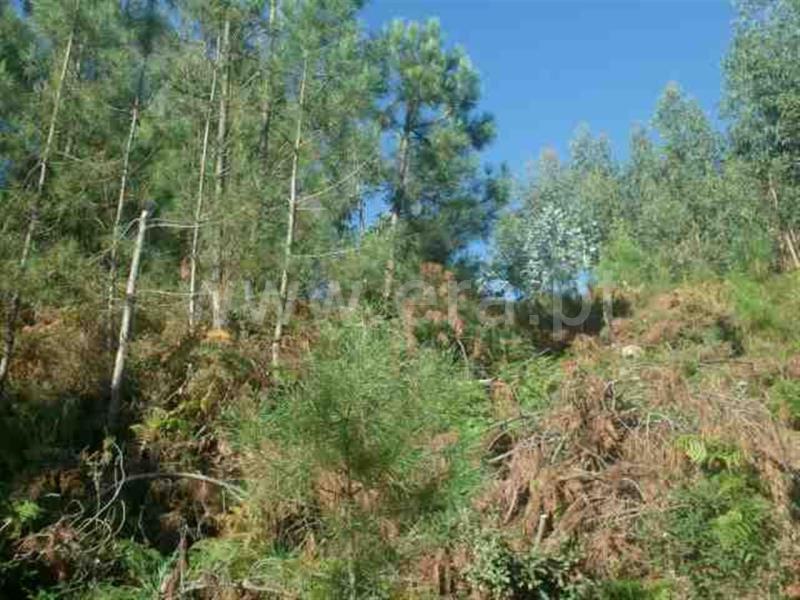 Terreno  Vieira do Minho, Eira Vedra - 479339 - 15