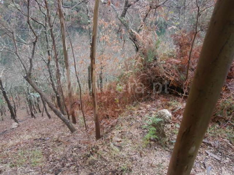 Terreno  Vieira do Minho, Gerês - 553942 - 3