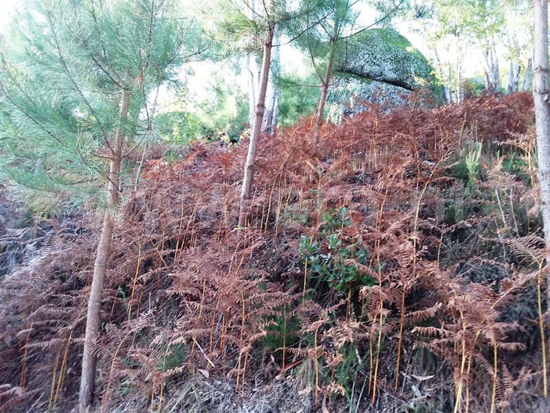 Terreno  Vieira do Minho, Rossas - 1061177 - 3