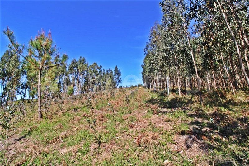 Terreno para Construção  Vieira do Minho, Tabuaças - 1314028 - 6
