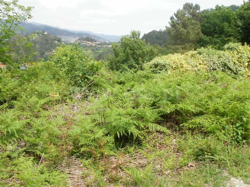 Terreno para Construção  Vieira do Minho, Ventosa e Cova - 546952 - 5