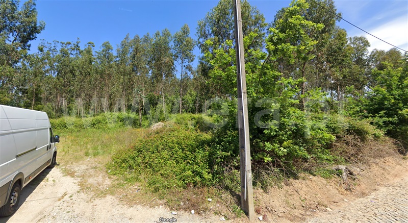 Terreno / Vila do Conde, Árvore