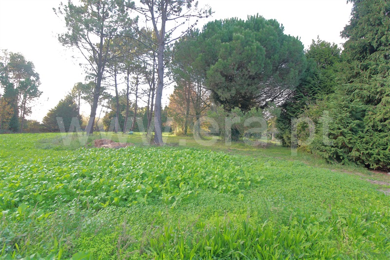Terreno  com Agrícola Vila do Conde, Guilhabreu - 1210057 - 12