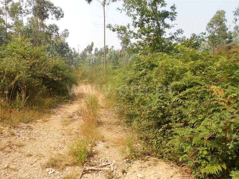 Terreno  Vila Nova de Famalicão, Ribeirão - 525939 - 5