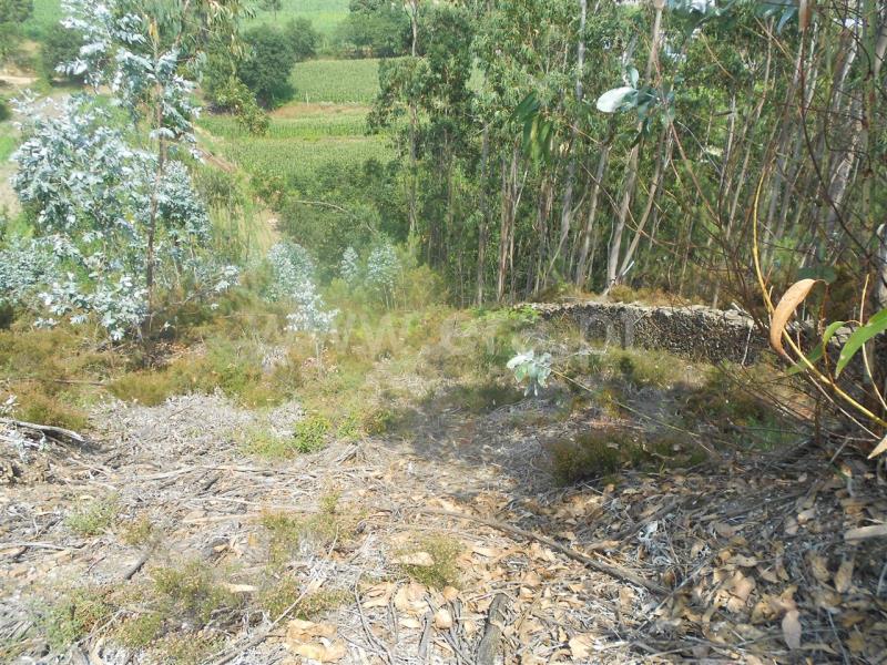 Terreno  Vila Nova de Famalicão, Ribeirão - 525939 - 7
