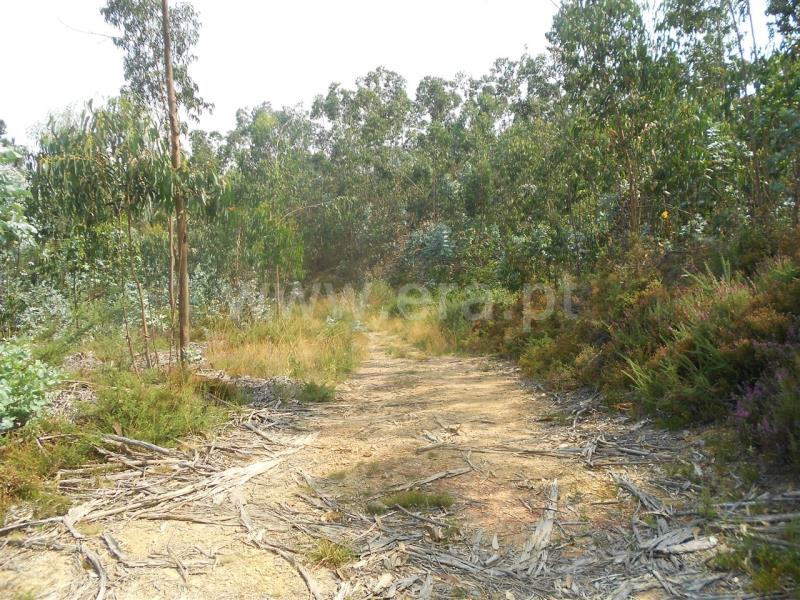 Terreno  Vila Nova de Famalicão, Ribeirão - 525939 - 12