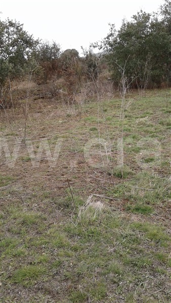 Terreno  Vila Nova de Foz Coa, Freixo de Numão - 1146804 - 9