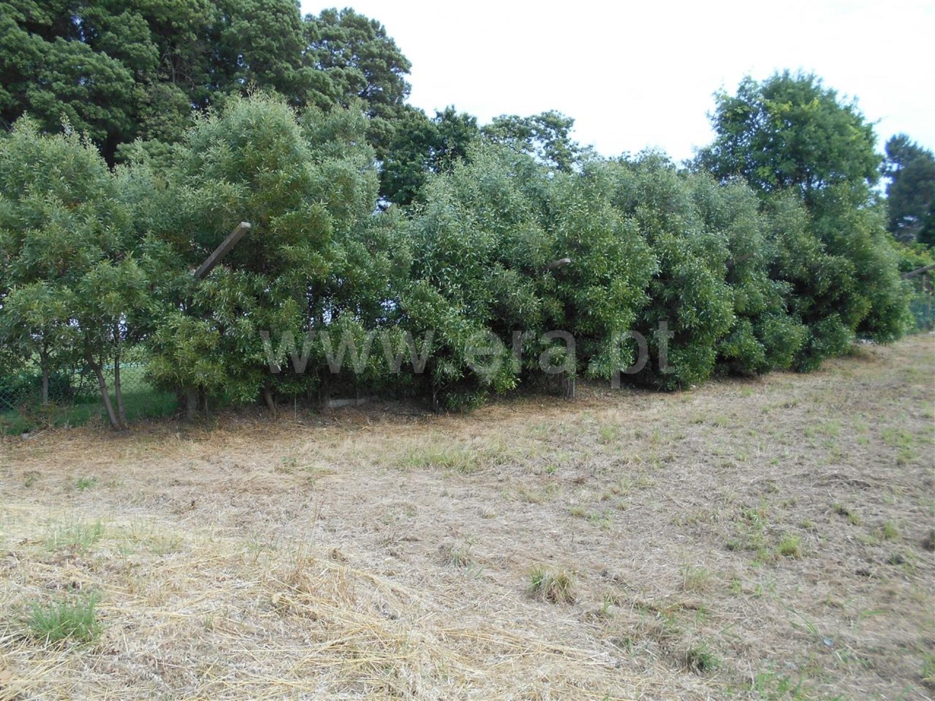 Land for sale in Vila Nova de Gaia, Portugal — €199,000