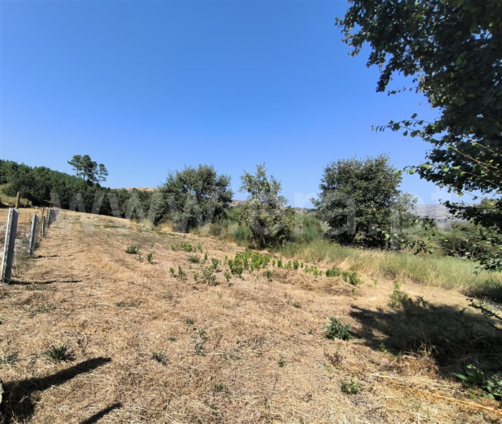 Terreno  Vila Real, Adoufe e Vilarinho de Samardã - 1347771 - 3
