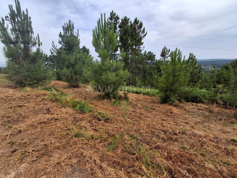 Terreno / Vila Real, Andrães