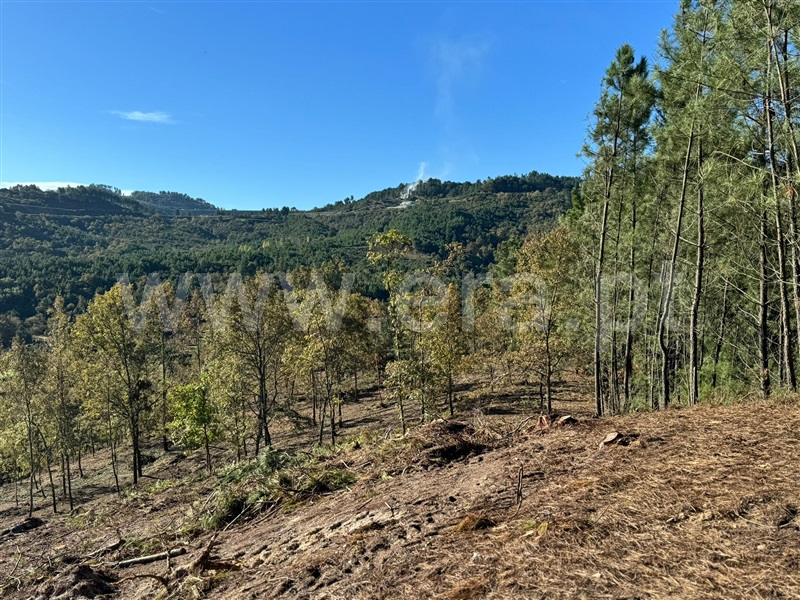 Terreno / Vila Real, Mondrões