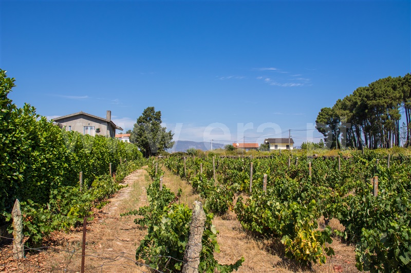 Terreno / Vila Real, Mouçós e Lamares
