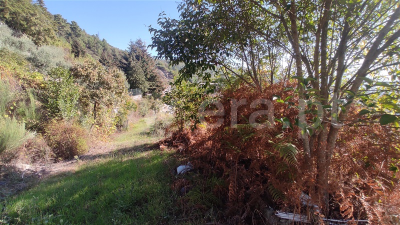 Terreno / Vila Real, Parada de Cunhos