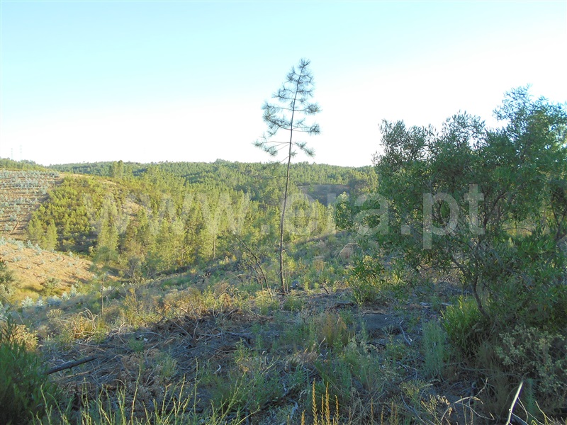 Terreno  Vila Velha de Rodão, Amarelos - 1095337 - 2
