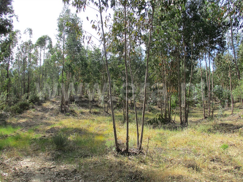 Terreno  Vila Velha de Rodão, Sarnadas de Ródão - 1325724 - 3