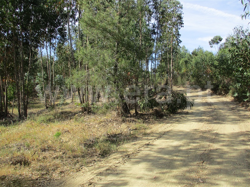 Terreno  Vila Velha de Rodão, Sarnadas de Ródão - 1325724 - 4