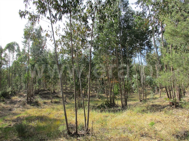 Terreno  Vila Velha de Rodão, Sarnadas de Ródão - 1325724 - 5
