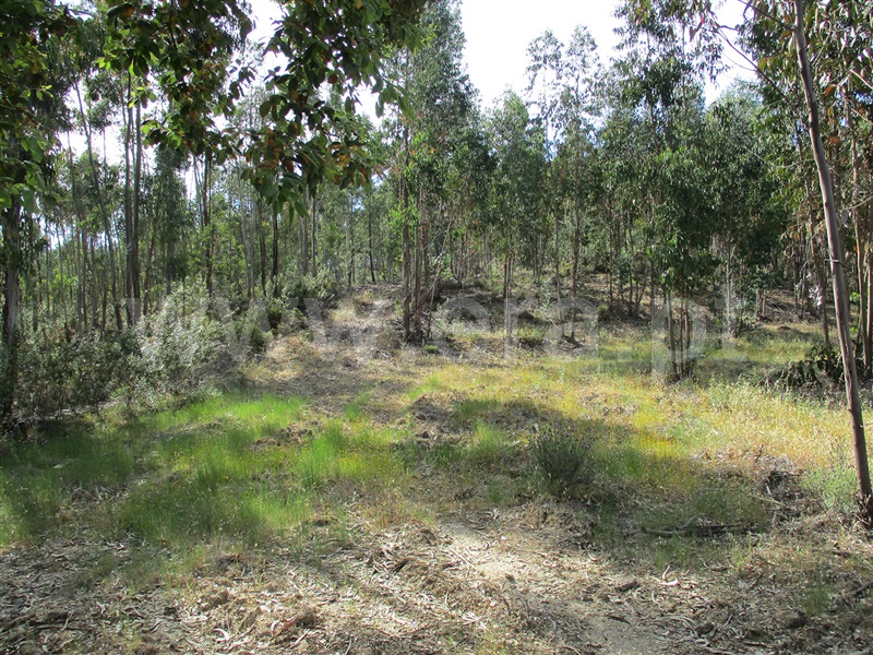 Terreno  Vila Velha de Rodão, Sarnadas de Ródão - 1325724 - 6