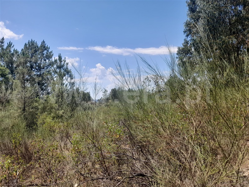 Terreno  Vila Velha de Rodão, Sarnadas de Ródão - 799213 - 1