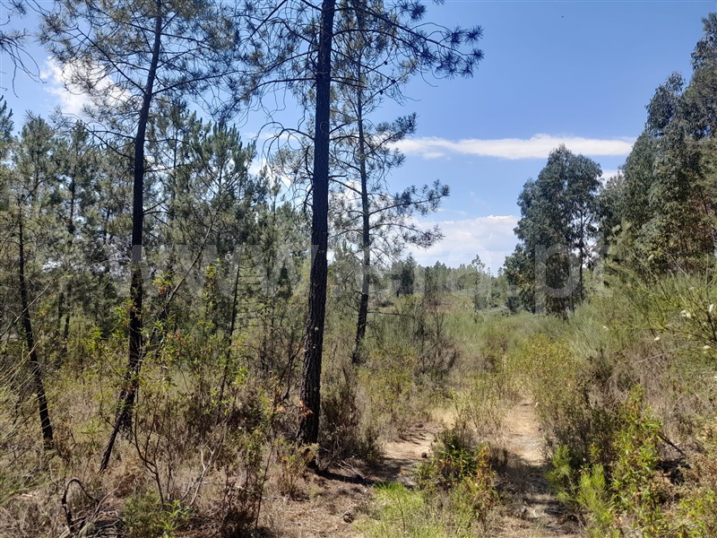 Terreno  Vila Velha de Rodão, Sarnadas de Ródão - 799213 - 2