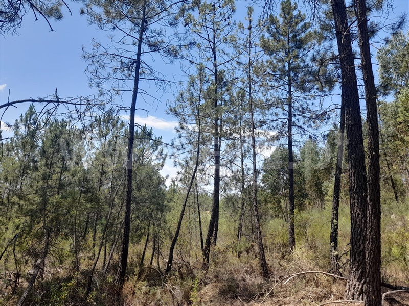Terreno  Vila Velha de Rodão, Sarnadas de Ródão - 799213 - 3