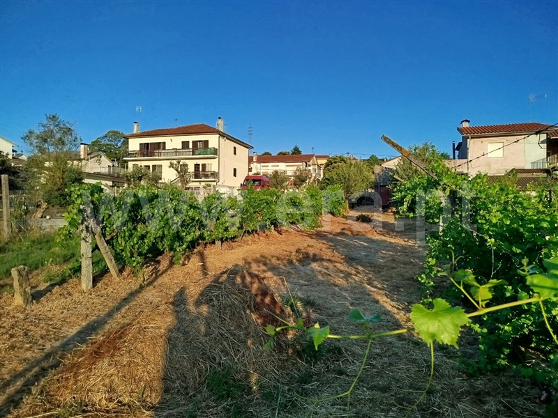 Terreno / Viseu, Campo