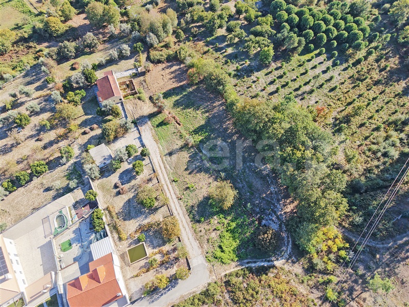 Terreno / Viseu, Orgens