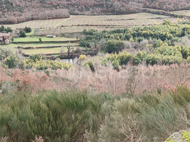 Terreno / Viseu, Silgueiros