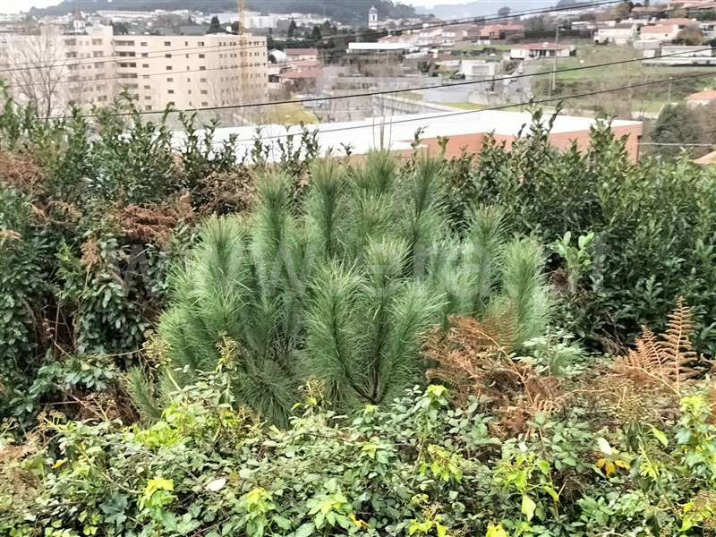 Terreno com ruina  Vizela, Caldas de Vizela (São Miguel e São João) - 1292607 - 11